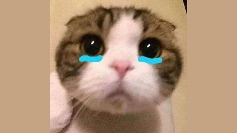 Hài hước meme mèo cười ngộ nghĩnh và thú vị mang lại tiếng cười