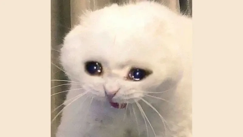 Ảnh chế meme mèo cười nhe răng hài hước và độc đáo dễ sử dụng