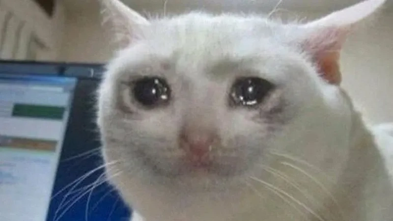 Mèo cười meme thú vị và sáng tạo phù hợp mọi tình huống