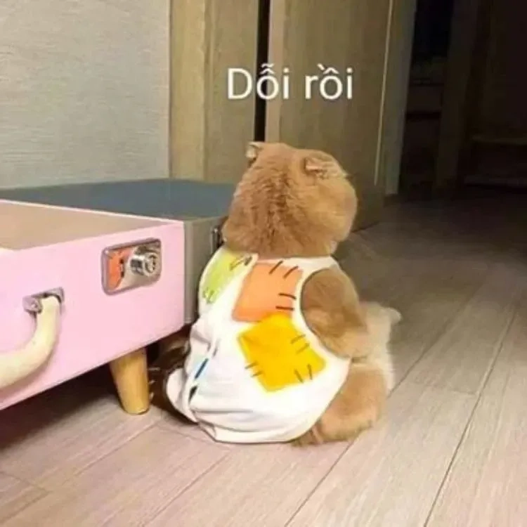Mèo meme hài hước và sáng tạo phù hợp mọi tình huống