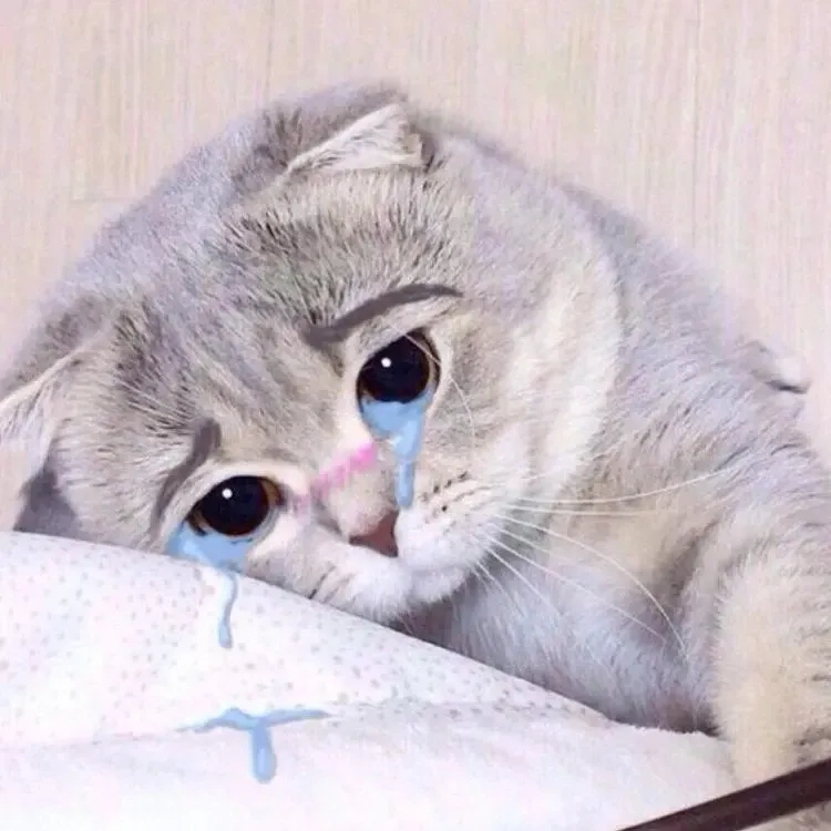 Meme mèo cười ngộ nghĩnh và thú vị dành cho bạn bè