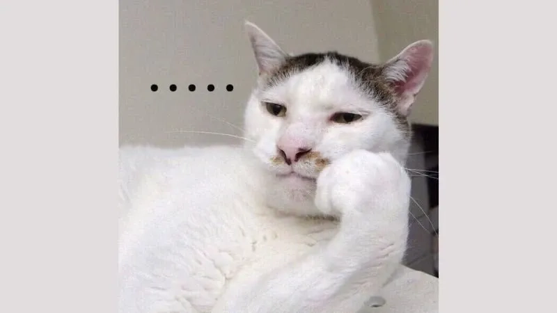 Meme mèo bựa sáng tạo và hài hước gây tiếng cười mạnh