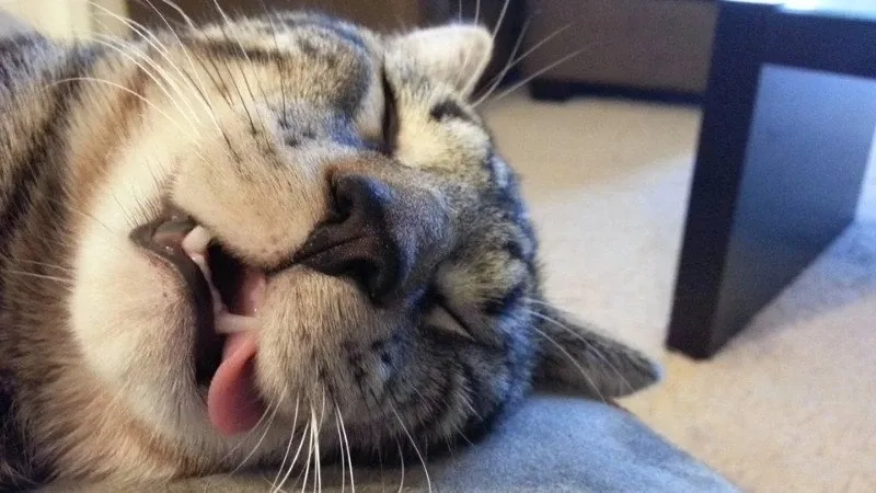 Ảnh mèo meme thú vị và dễ dàng chia sẻ với mọi người