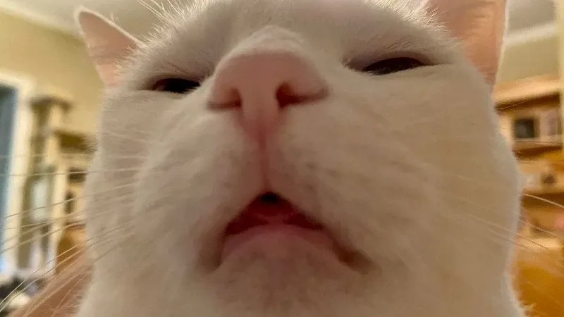 Meme mèo cute dễ thương và sáng tạo mang lại niềm vui