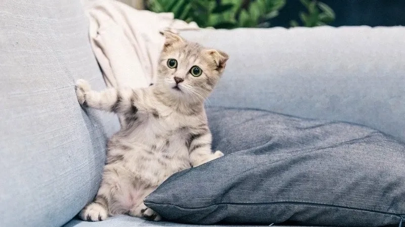 Ảnh chế meme mèo bựa thú vị và hài hước gây chú ý mạnh