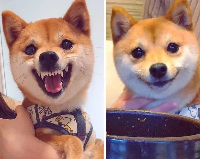 Ảnh meme chó Shiba độc đáo khiến bạn không thể nhịn cười