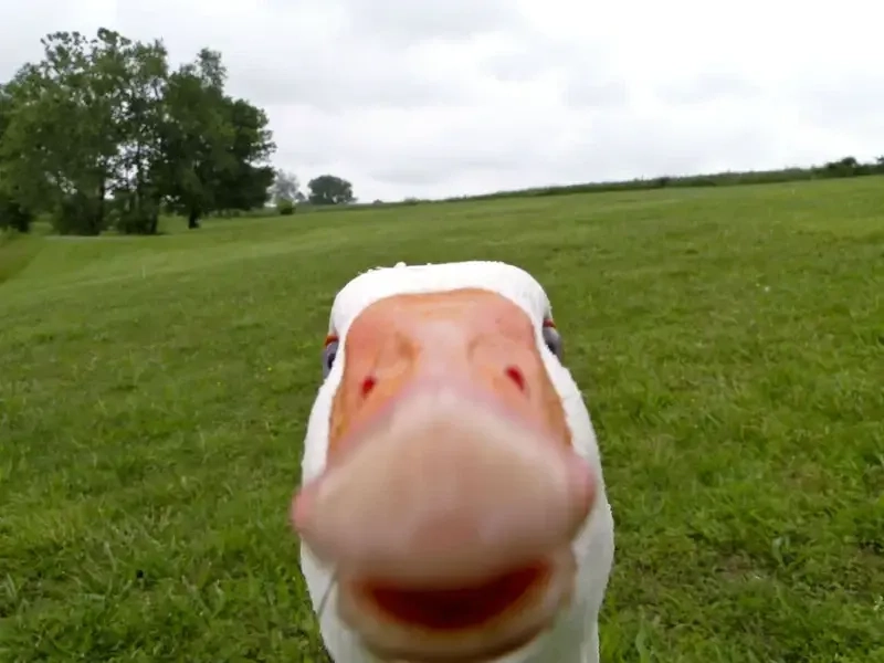 Duck vịt meme hài hước và phù hợp để giải trí