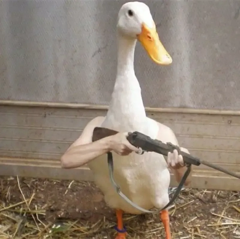 Vịt Donald meme ngộ nghĩnh với biểu cảm vui nhộn