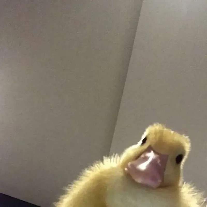 Meme vịt trắng với hình ảnh hài hước và sáng tạo