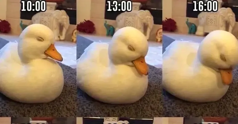 Vịt meme cute mang lại tiếng cười vui nhộn và đáng yêu