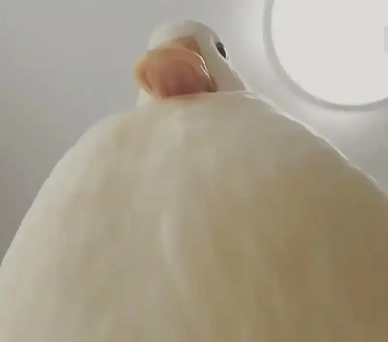 Ngáo ngơ meme vịt Weibo với nội dung hài hước