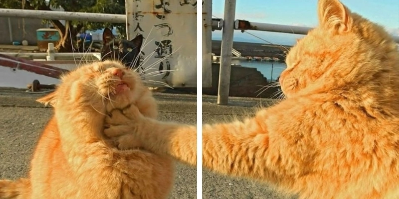 Anime cặp đôi cute thu hút giới trẻ