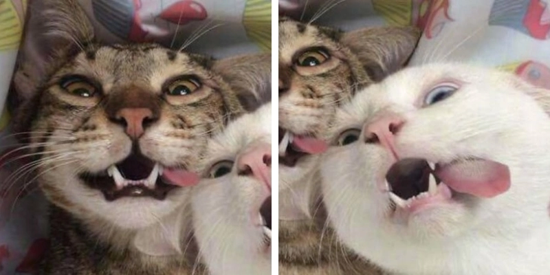 Hình cặp cute dễ thương dành cho các cặp đôi
