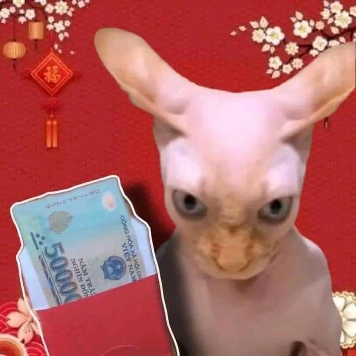 Avatar mèo meme đáng yêu không thể không yêu