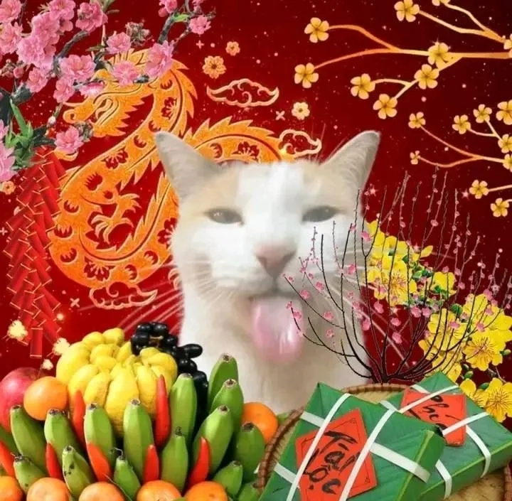 Cat meme avatar cực chất cho những ai yêu mèo