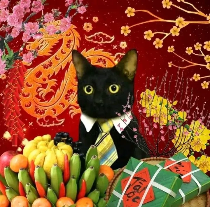Avatar meme mèo bựa không thể không cười