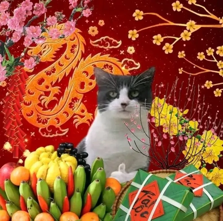 Avatar mèo Tết meme siêu đáng yêu để đón Tết thêm vui