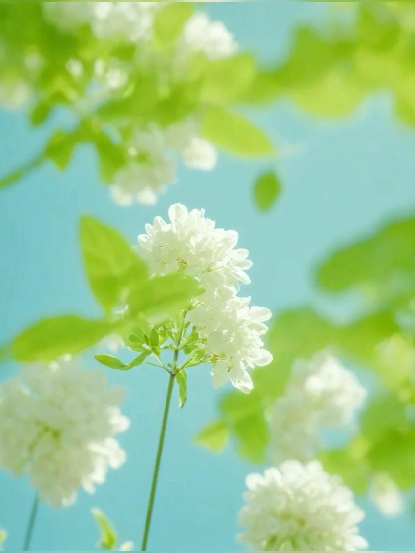 Những hình ảnh màu xanh lá cây mát mẻ