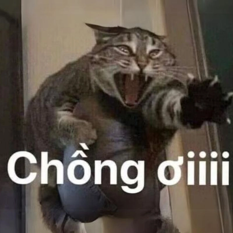 Cười ảnh chế meme mèo bựa khó đỡ
