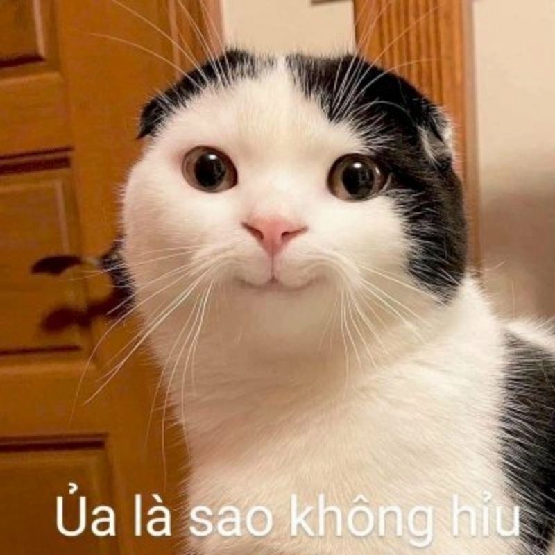 Há mồm ảnh chế meme mèo bựa đỉnh cao