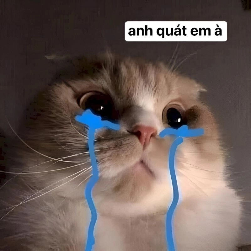 Meme ảnh chế hài hước khiến ai cũng cười
