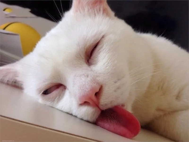 Ngủ ngon meme dễ thương sẽ đưa bạn vào giấc mơ đẹp