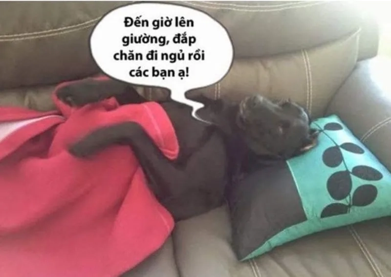 Meme chúc ngủ ngon đáng yêu sẽ mang lại giấc mơ ngọt ngào