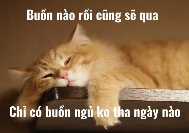 Meme chúc ngủ ngon bựa cực độc, khiến bạn không thể ngừng cười