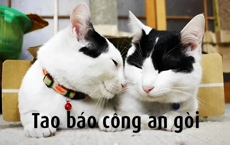 Meme đã báo công an, giờ đến lúc chờ đợi