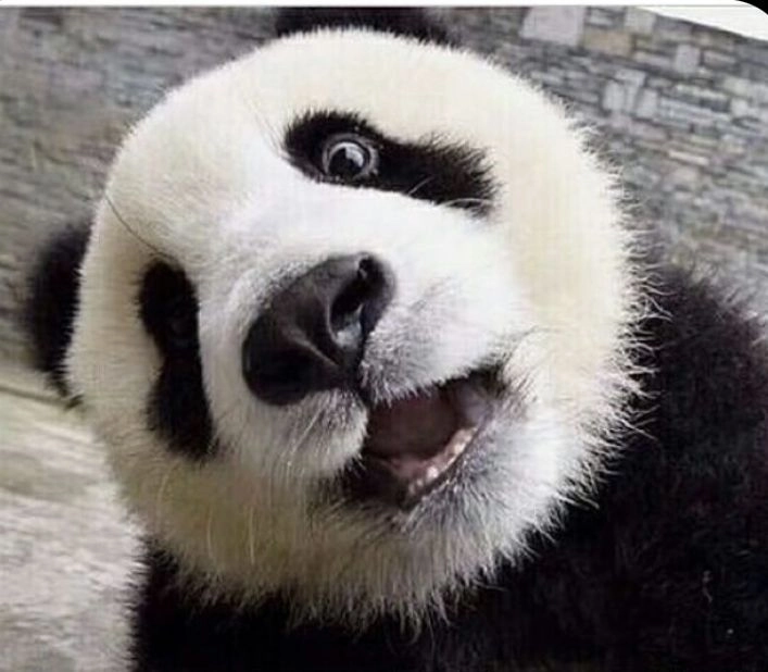 Meme gấu trúc mắt thâm gây cười bá đạo