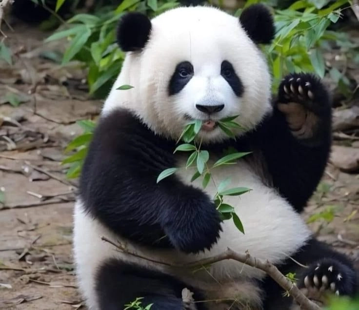 Gấu mắt thâm xuất hiện đầy thú vị