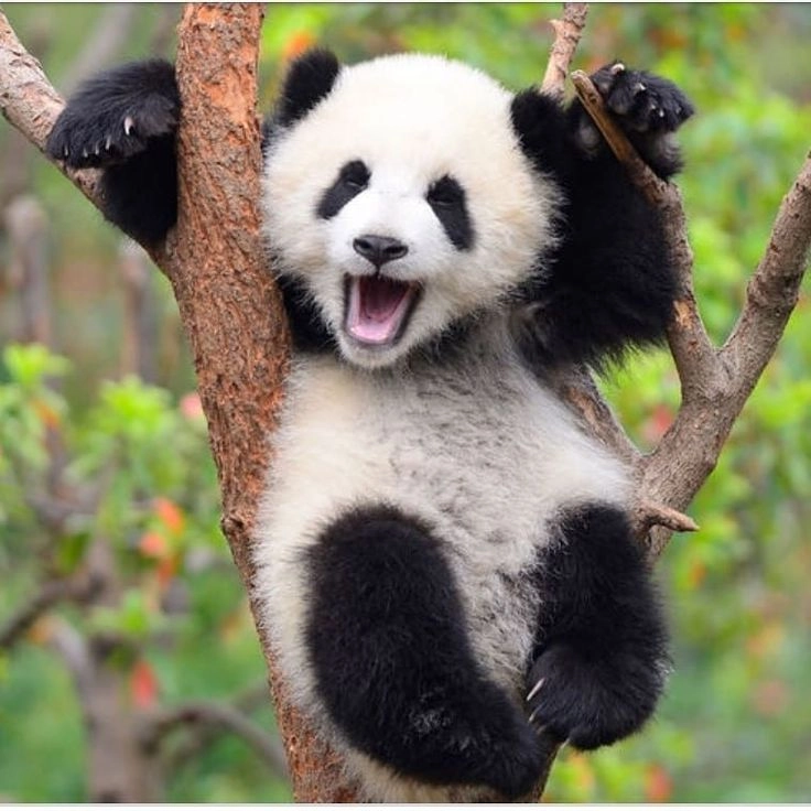 Meme mắt gấu trúc ai xem cũng cười
