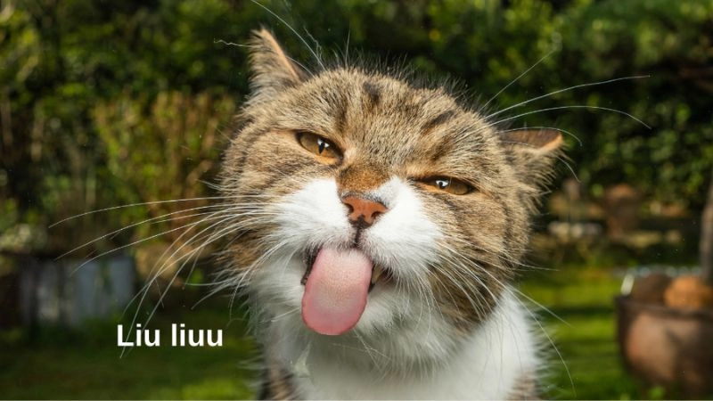Ảnh chế meme hài bựa không dành cho người nghiêm túc