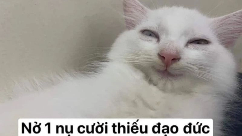 Meme hài hước bựa mang đậm phong cách chơi khăm