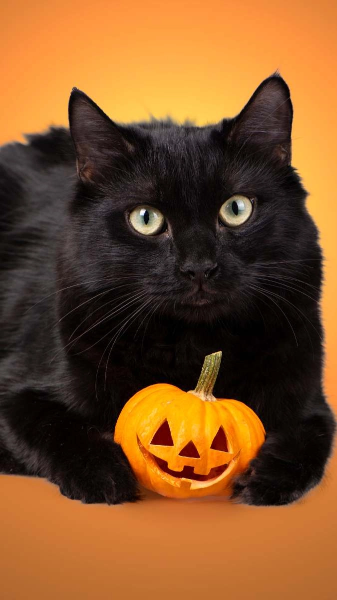 Hình nền Halloween cute kết hợp giữa sợ và yêu