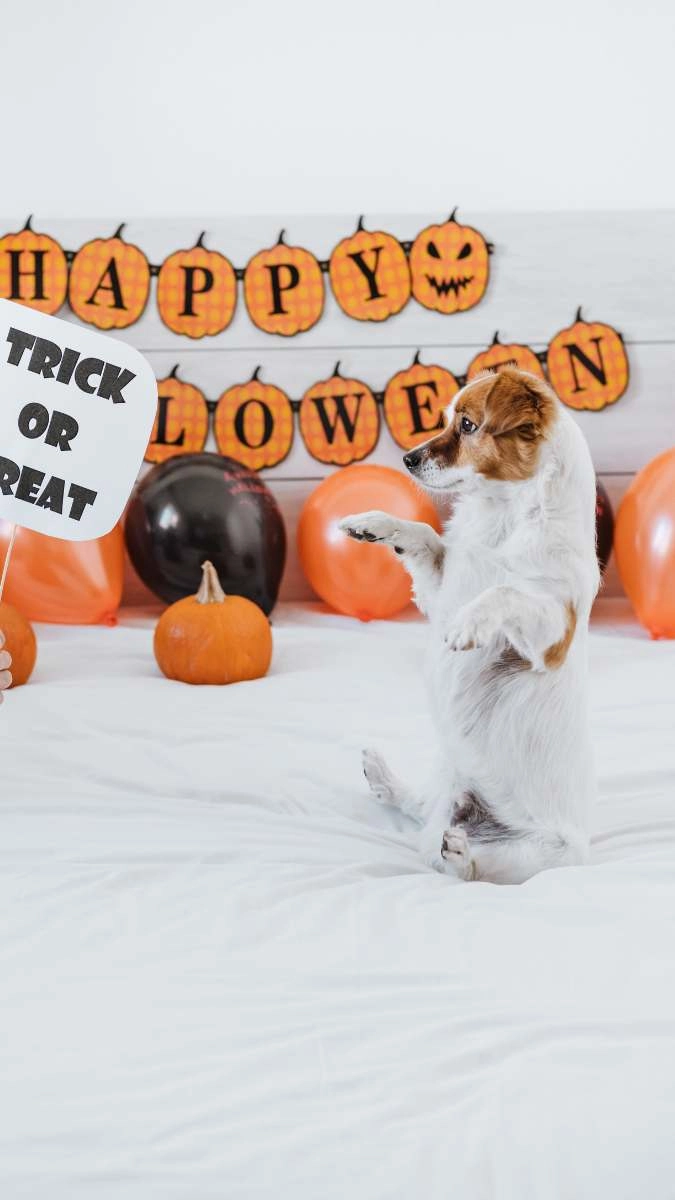 Ảnh nền Halloween tái hiện thế giới bí ẩn sống động