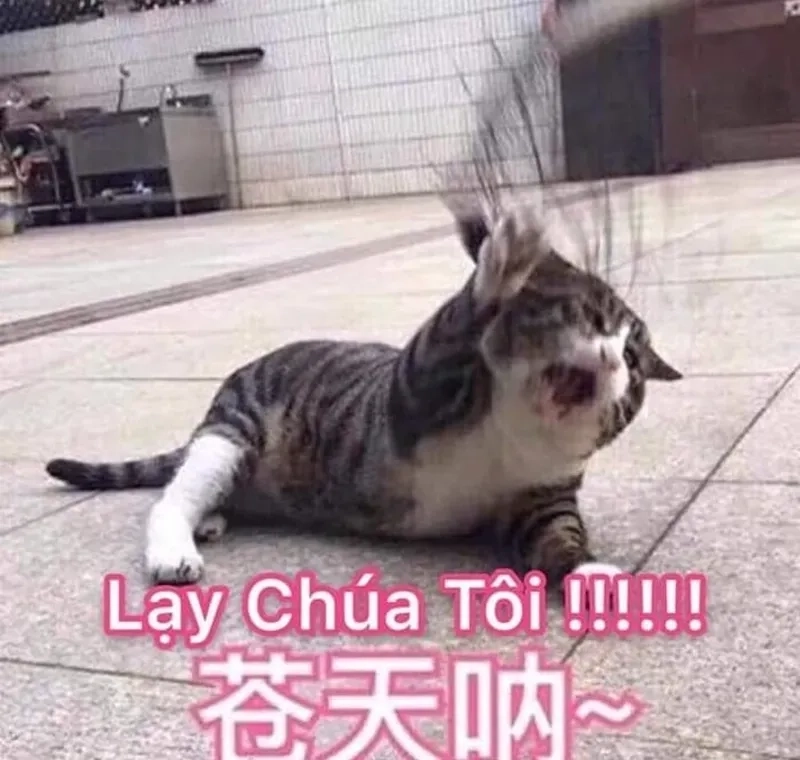 Meme quỳ lạy khi logic không còn tồn tại