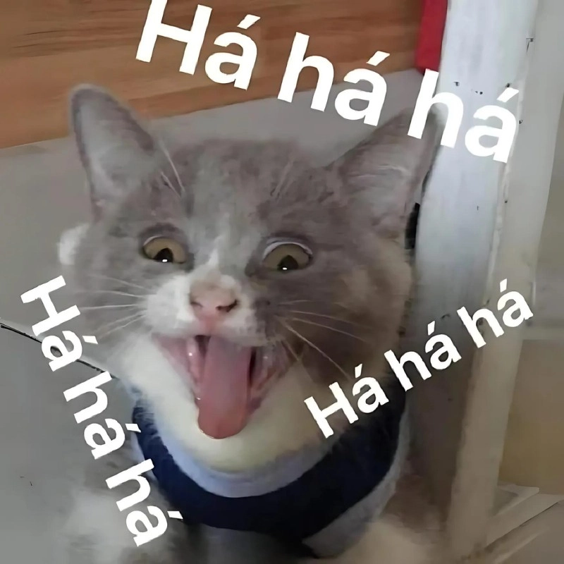 Meme mèo cười haha đậm chất troll