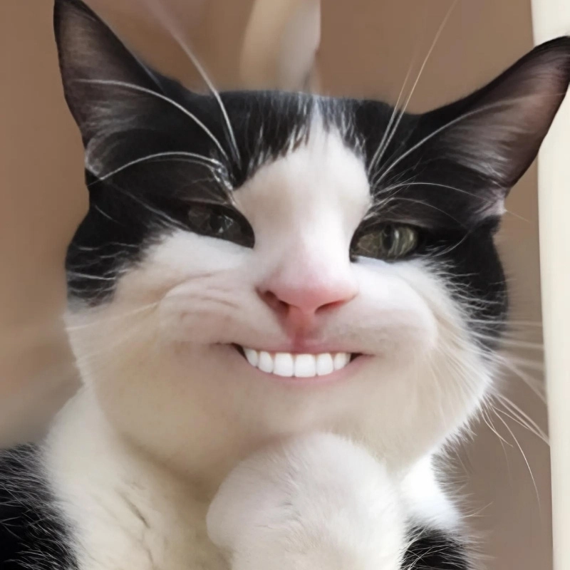Meme con mèo cười khiến ai cũng dở khóc dở cười