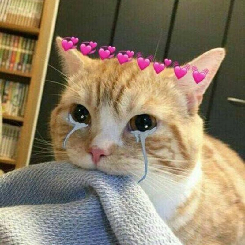 Meme mèo khóc cute ai cũng phải xót xa