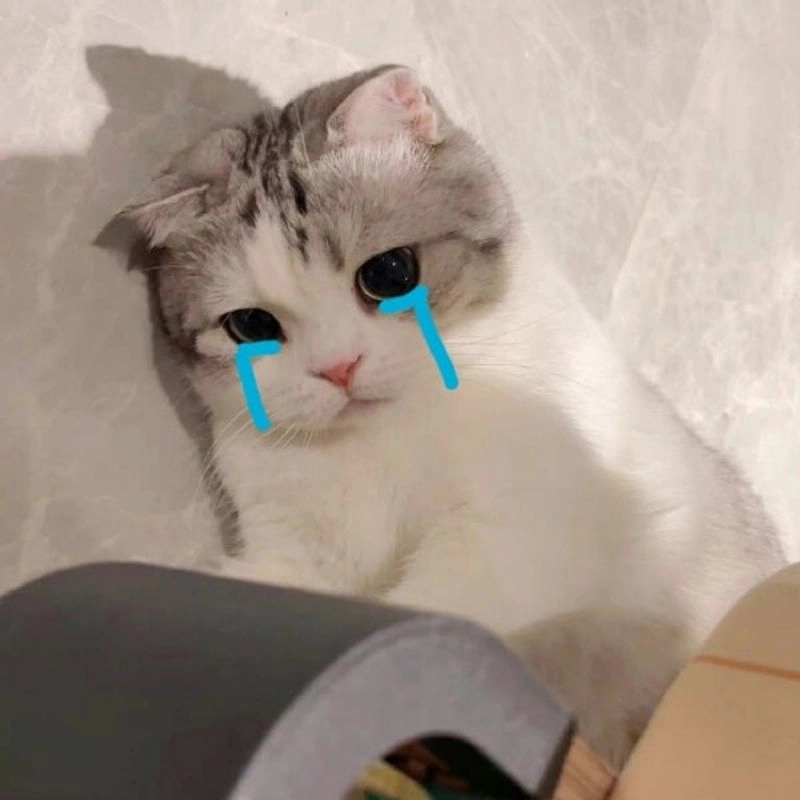 Meme mèo khóc thét nhìn mà cười không nổi