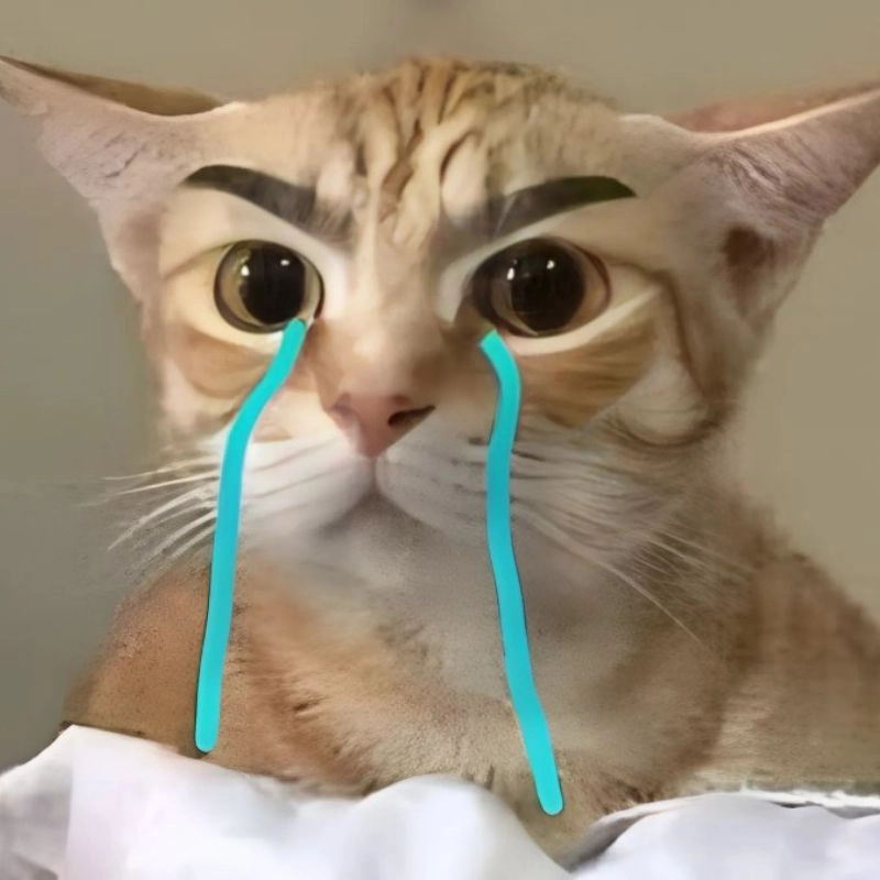 Hình meme mèo khóc đầy cảm động
