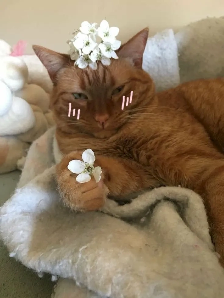Mèo tặng hoa meme khiến bạn mỉm cười dễ thương