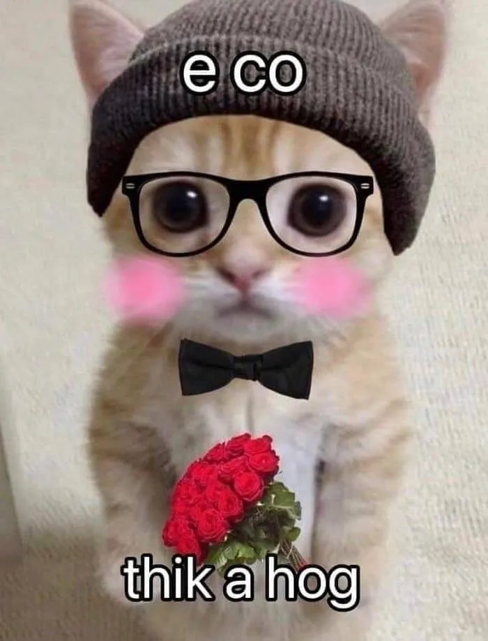 Cute meme mèo tặng hoa đáng yêu vô đối