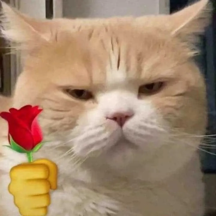 Ảnh meme mèo tặng hoa làm tim tan chảy