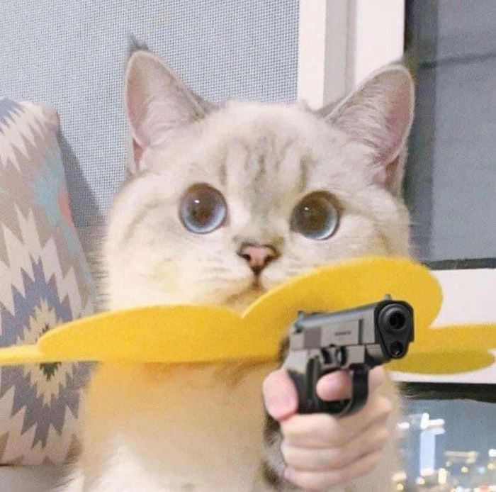 Meme mèo súng khiến bạn không thể rời mắt