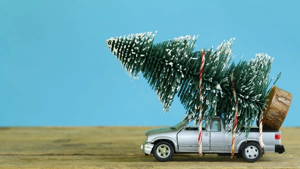 Chó meme Noel khiến ngày lễ của bạn thêm phần hài hước