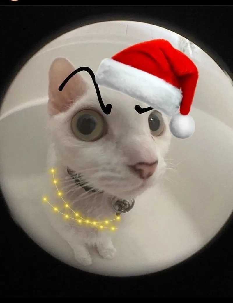 Con mèo meme Noel sẽ khiến bạn yêu Giáng sinh hơn bao giờ hết