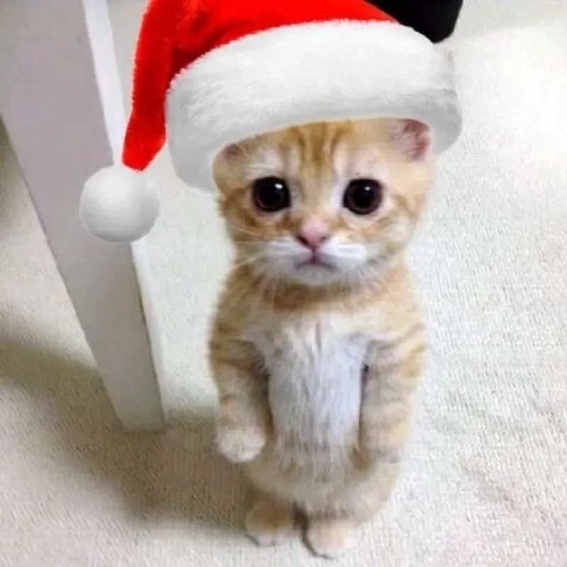 Ảnh mèo Noel vô tri meme khiến bạn phải bật cười mỗi lần nhìn