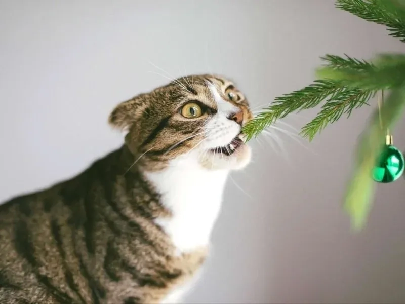 Ảnh mèo meme Noel khiến mùa Giáng sinh của bạn thêm phần tươi vui